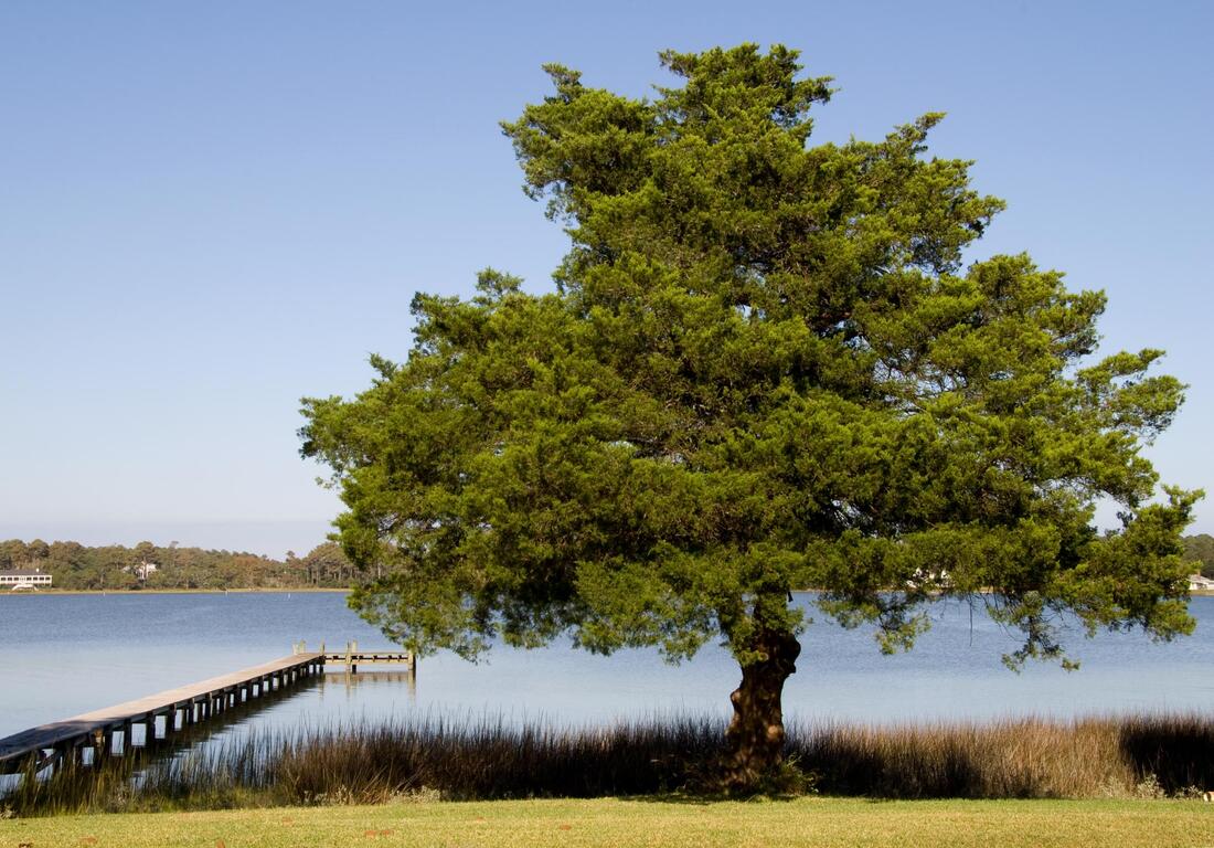 big tree beside the lake