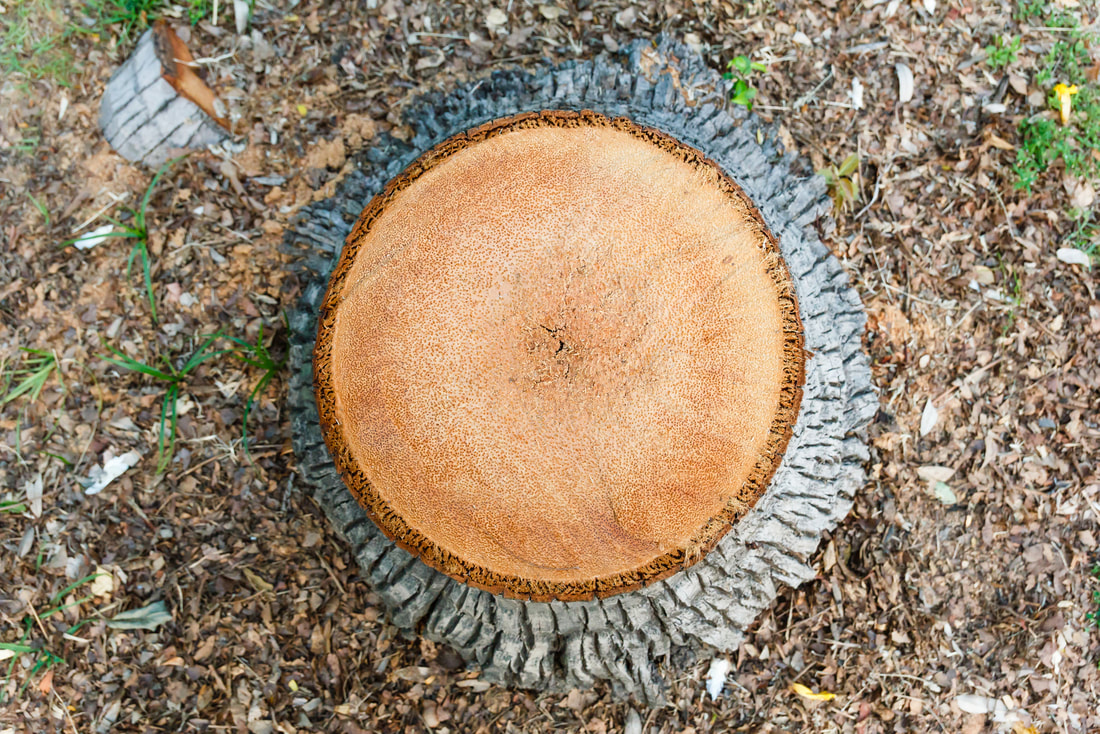 tree stump in the soil